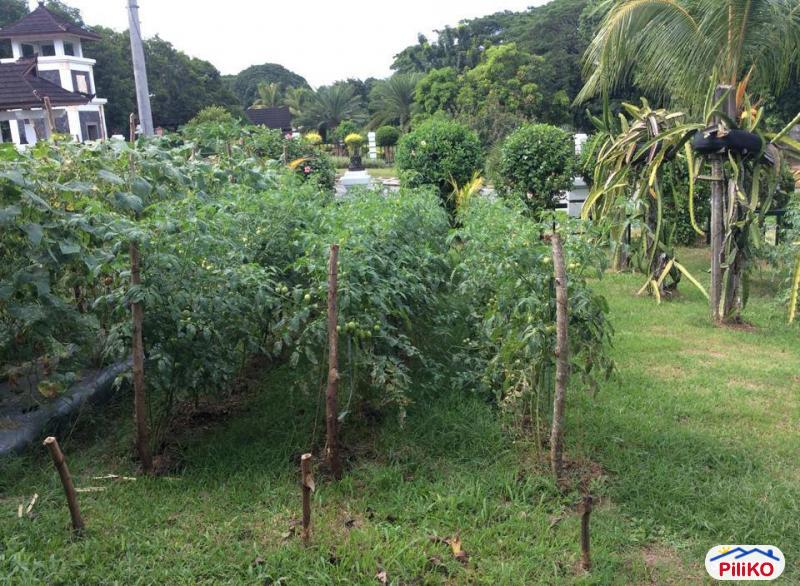 Agricultural Lot for sale in Dasmarinas - image 4