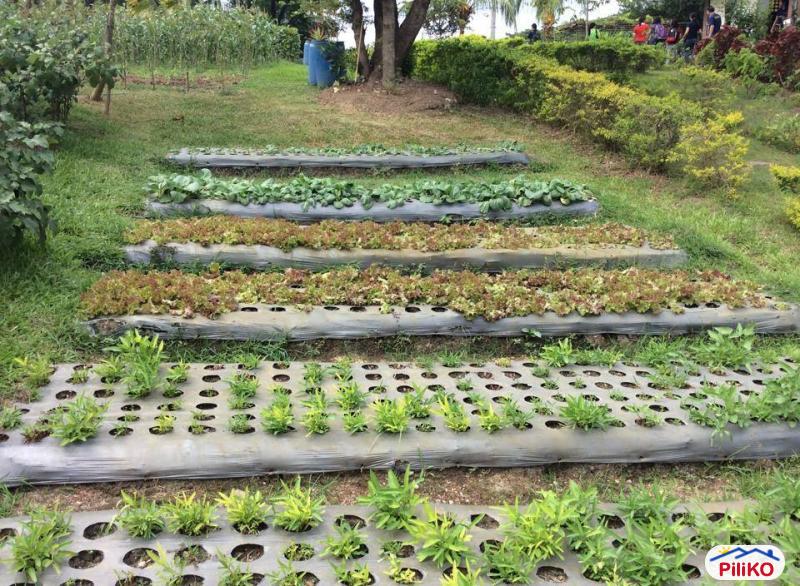 Agricultural Lot for sale in Dasmarinas in Philippines - image