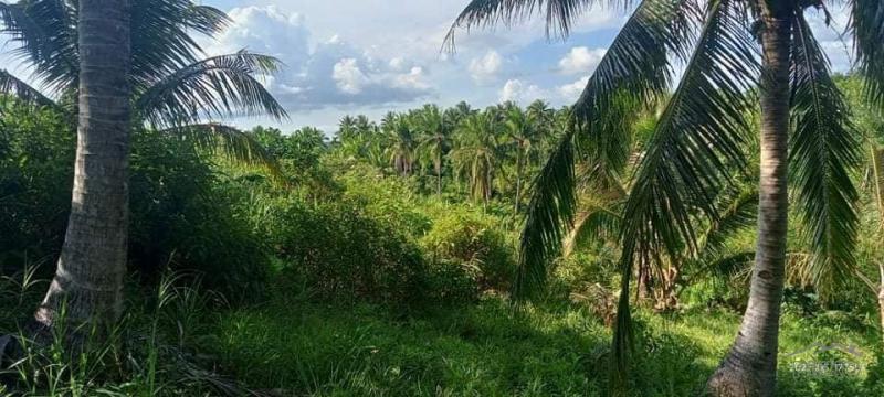 Agricultural Lot for sale in Tinambac - image 2