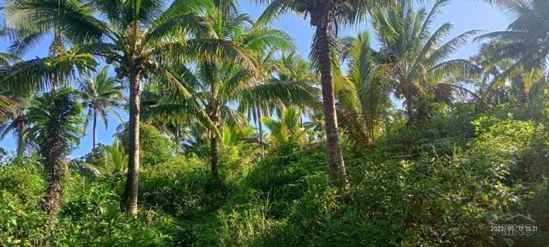 Agricultural Lot for sale in Tinambac - image 3
