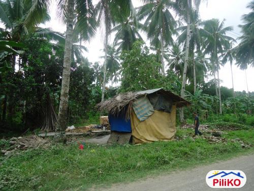 Picture of Agricultural Lot for sale in Davao City