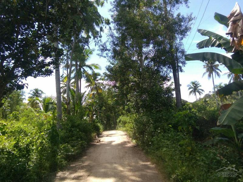 Picture of Agricultural Lot for sale in Asturias