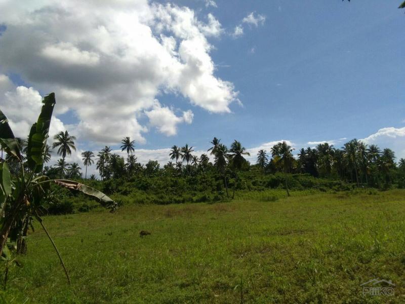 Agricultural Lot for sale in Asturias in Cebu