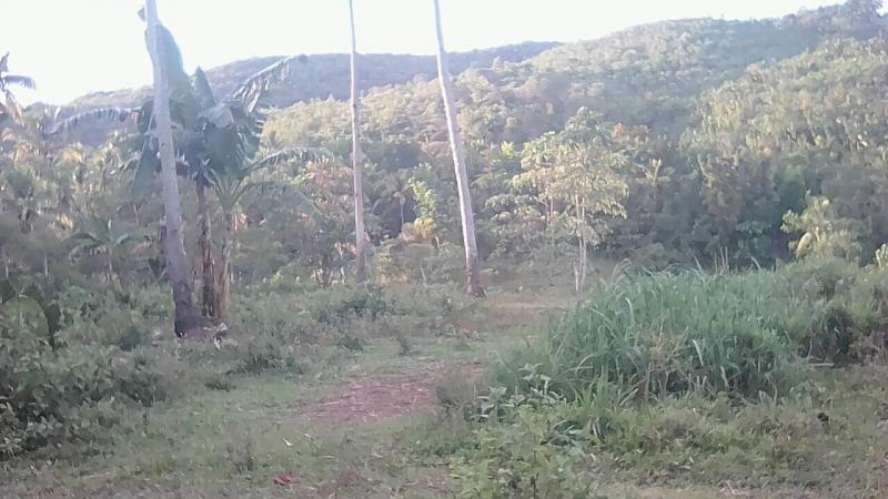 Picture of Agricultural Lot for sale in Asturias in Cebu