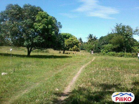 Other lots for sale in Island Garden City of Samal - image 2