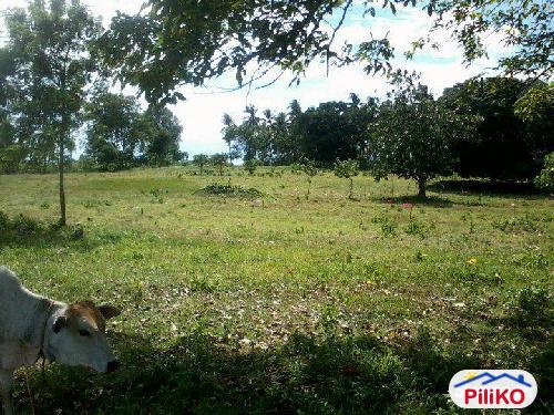 Other lots for sale in Island Garden City of Samal - image 3