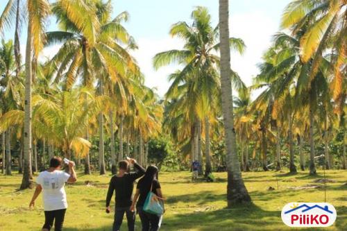Residential Lot for sale in Island Garden City of Samal - image 3