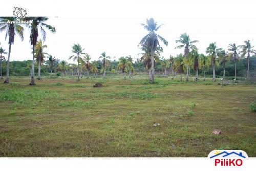 Residential Lot for sale in Island Garden City of Samal - image 4
