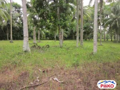 Residential Lot for sale in Island Garden City of Samal - image 4