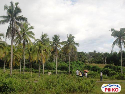 Residential Lot for sale in Island Garden City of Samal - image 5