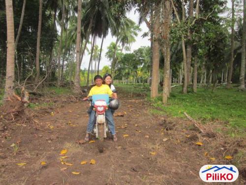 Residential Lot for sale in Island Garden City of Samal - image 5