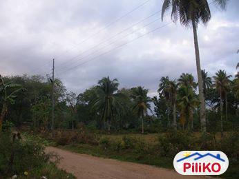 Picture of Residential Lot for sale in Island Garden City of Samal in Philippines