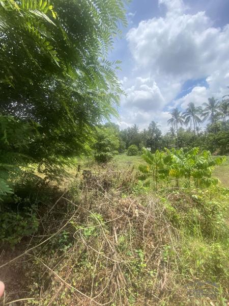 Lot for sale in Lipa - image 7