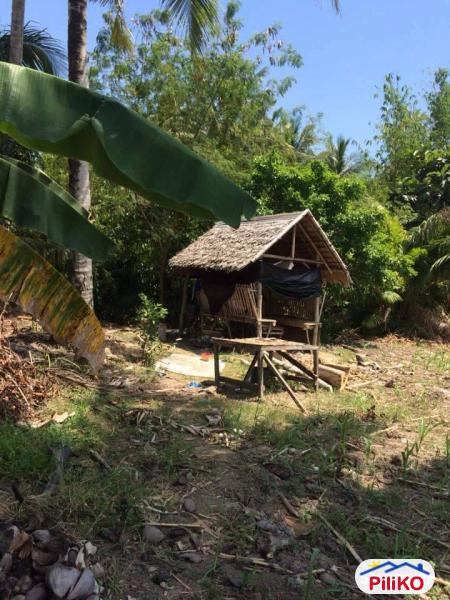 Agricultural Lot for sale in Other Cities - image 2