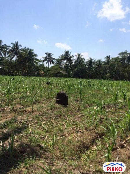 Agricultural Lot for sale in Other Cities - image 3