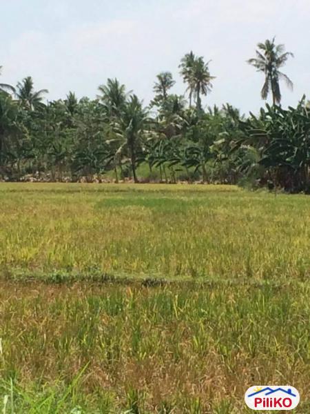 Agricultural Lot for sale in Other Cities - image 4