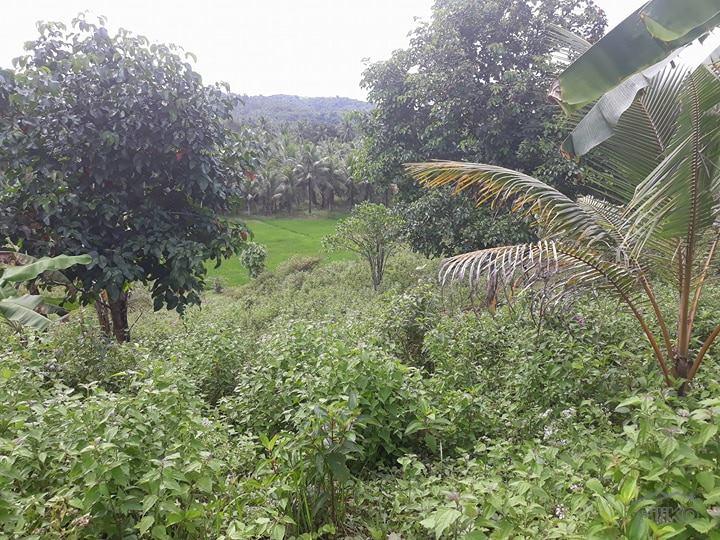 Land and Farm for sale in Mawab 463381