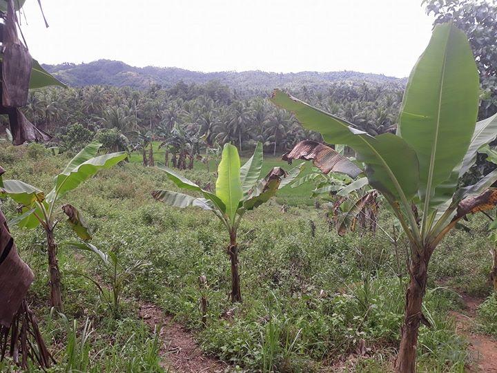 Land and Farm for sale in Mawab