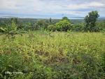 Agricultural Lot for sale in Tubigon