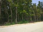 Agricultural Lot for sale in Panglao