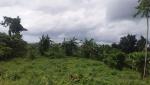 Land and Farm for sale in Tanauan