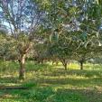 Agricultural Lot for sale in Trinidad