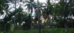 Agricultural Lot for sale in Danao