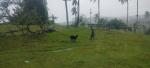 Agricultural Lot for sale in Barili