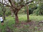 Land and Farm for sale in Carmen