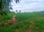 Land and Farm for sale in Sogod