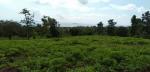 Agricultural Lot for sale in Dauin
