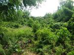 Agricultural Lot for sale in Dumaguete