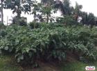 Agricultural Lot for sale in Dasmarinas