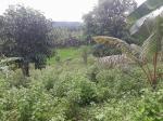 Land and Farm for sale in Mawab