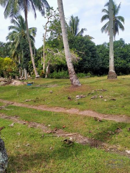 Lot for sale in Island Garden City of Samal - image 2