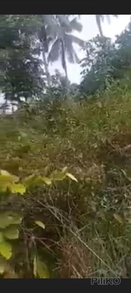 Residential Lot for sale in Island Garden City of Samal - image 3