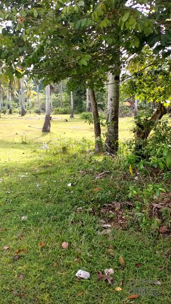 Lot for sale in Island Garden City of Samal - image 3