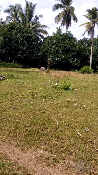 Lot for sale in Island Garden City of Samal - image 4