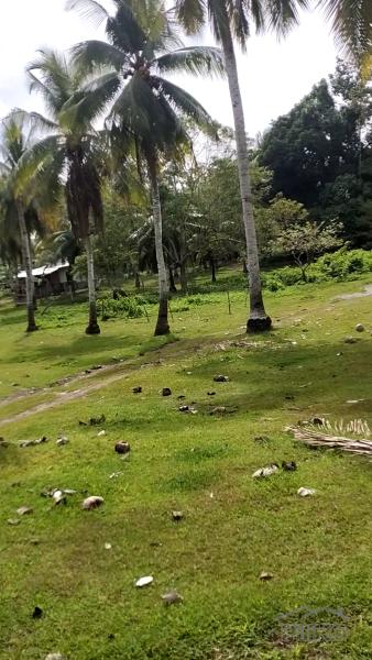 Lot for sale in Island Garden City of Samal - image 5