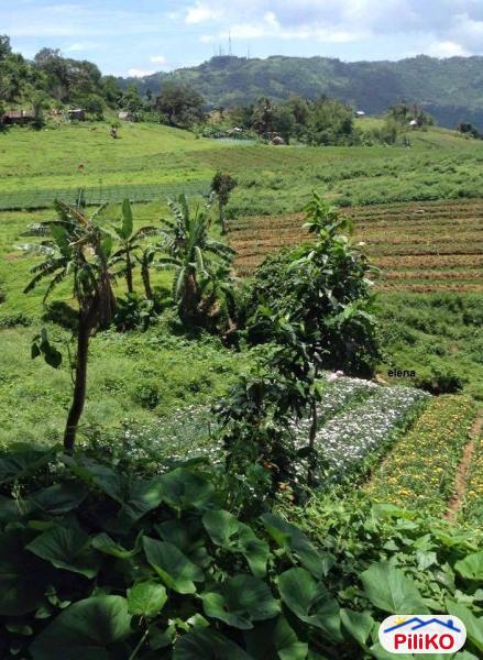 Agricultural Lot for sale in Cebu City - image 4