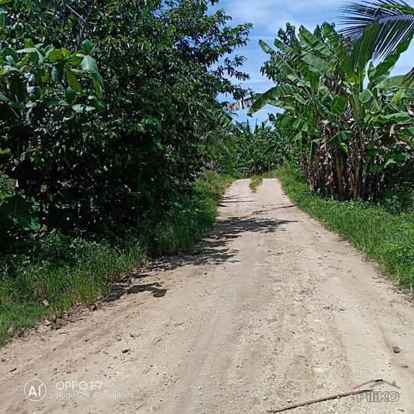 Residential Lot for sale in Bogo - image 5