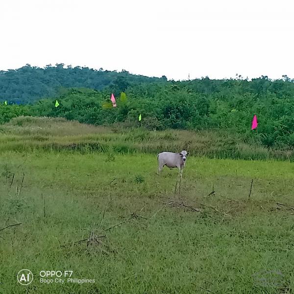Residential Lot for sale in Bogo - image 6