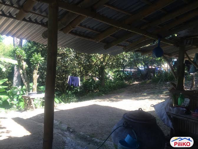 Agricultural Lot for sale in Consolacion - image 11