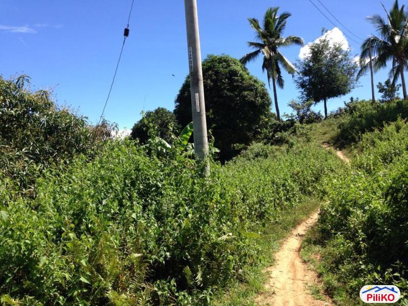 Agricultural Lot for sale in Consolacion - image 11