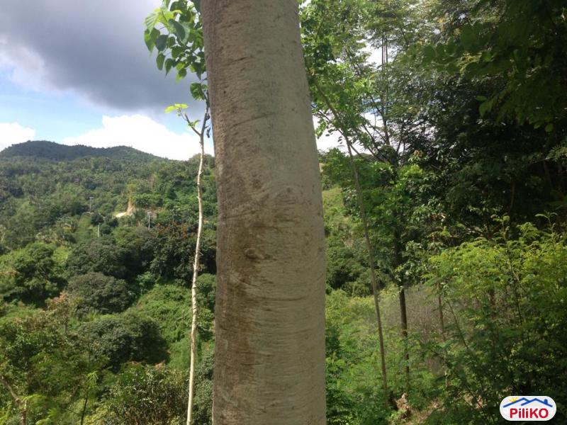 Residential Lot for sale in Consolacion - image 12