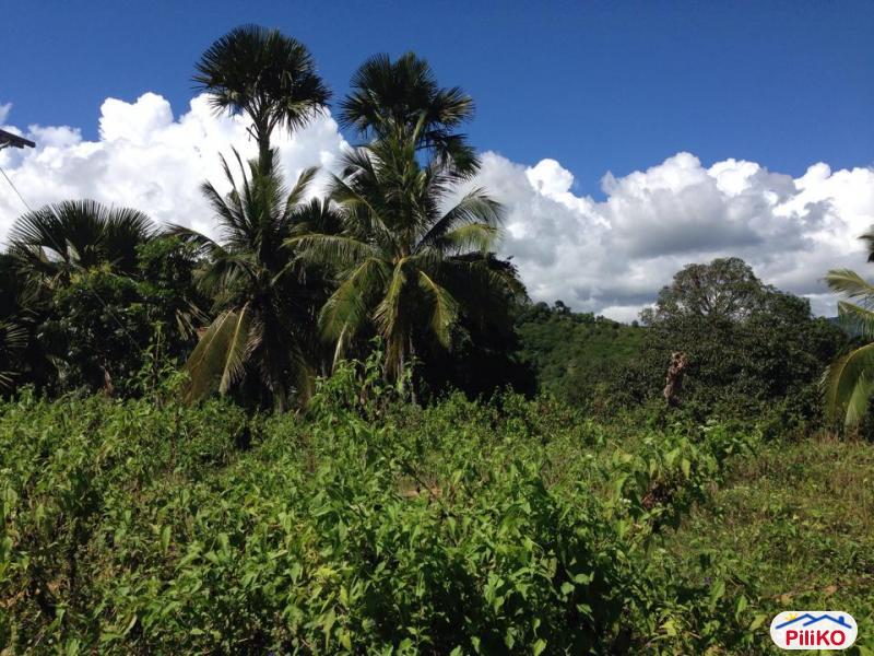 Agricultural Lot for sale in Consolacion - image 12