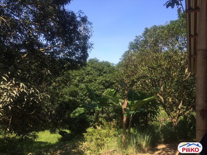 Pictures of Agricultural Lot for sale in Consolacion