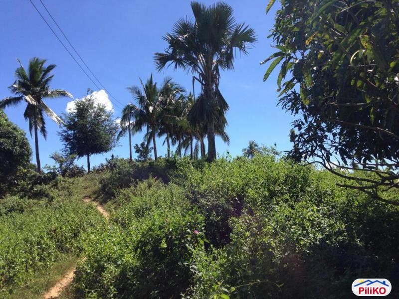 Agricultural Lot for sale in Consolacion - image 2