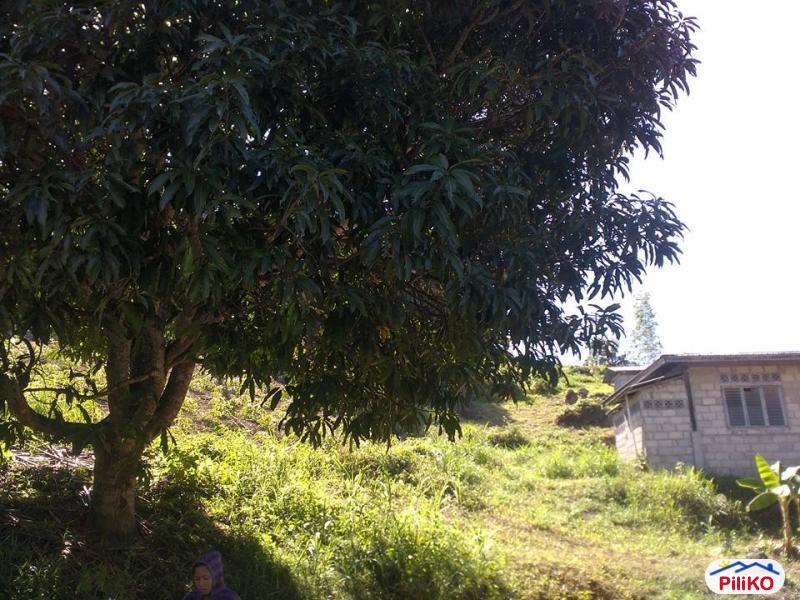 Agricultural Lot for sale in Consolacion - image 3
