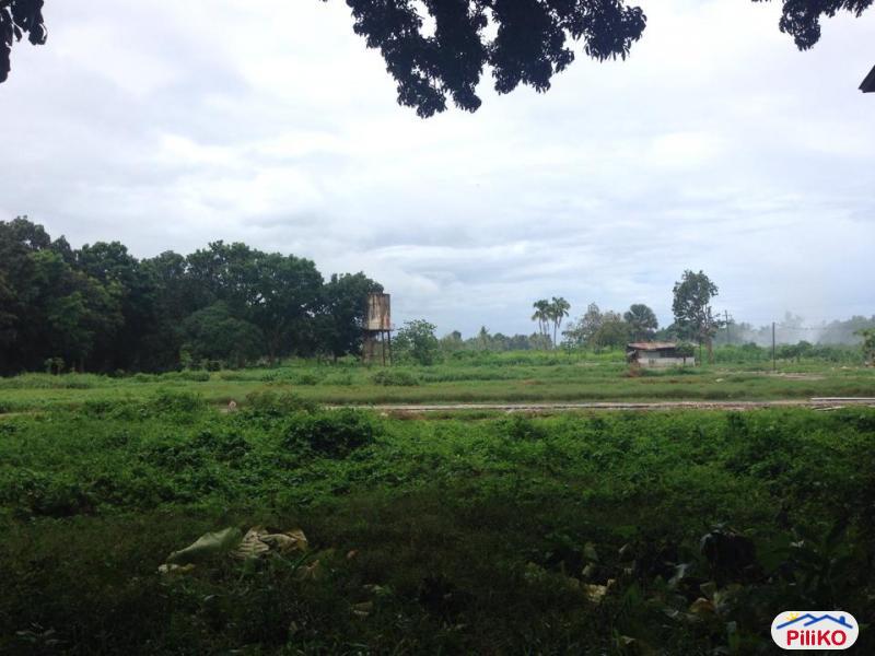 Agricultural Lot for sale in Consolacion - image 6